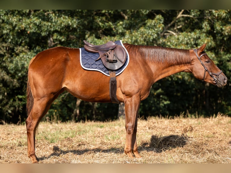 Thoroughbred Mare 3 years 16 hh Sorrel in Hull Thoroughbred Mare 3 years 16 hh Sorrel in Hull