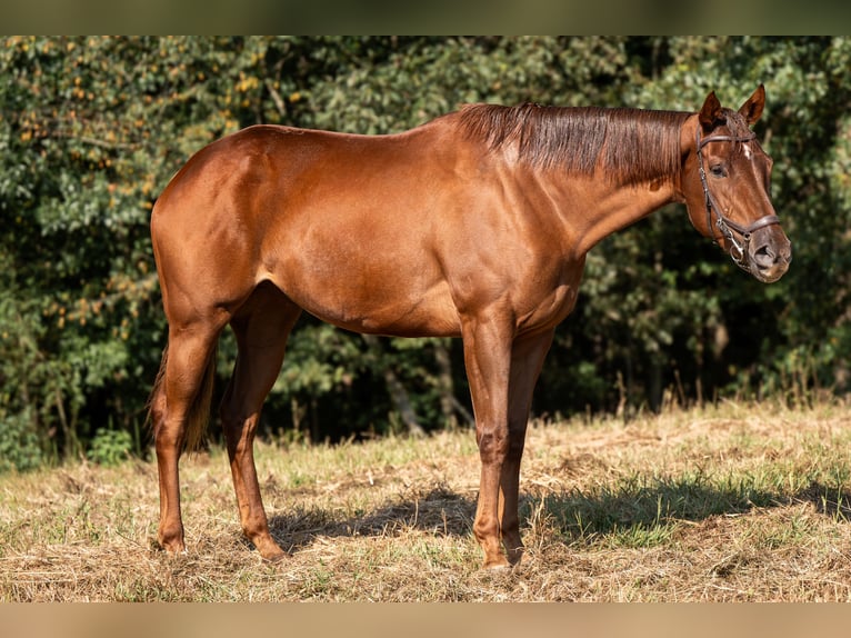 Thoroughbred Mare 3 years 16 hh Sorrel in Hull Thoroughbred Mare 3 years 16 hh Sorrel in Hull