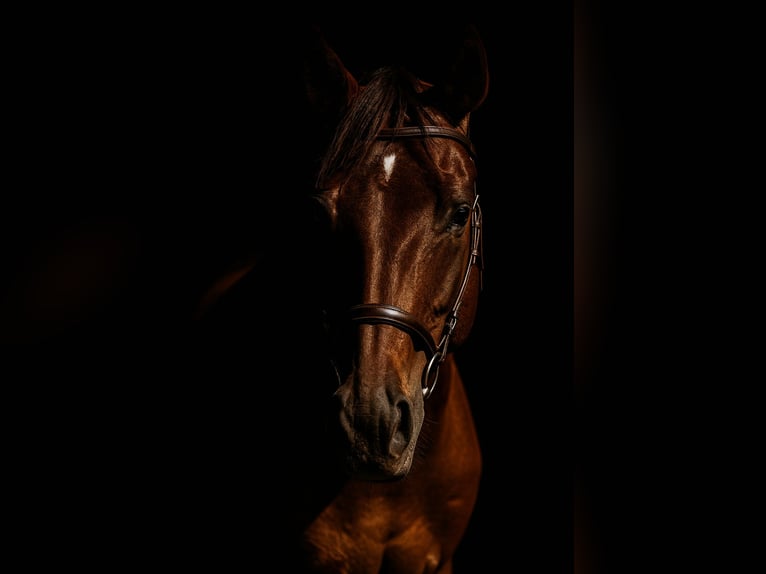 Thoroughbred Mare 3 years 16 hh Sorrel in Hull Thoroughbred Mare 3 years 16 hh Sorrel in Hull