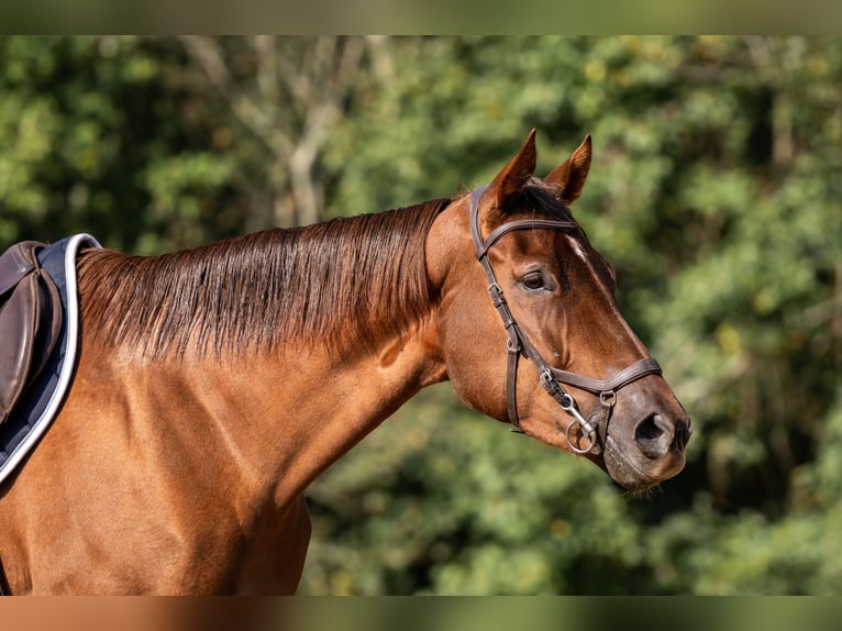 Thoroughbred Mare 3 years 16 hh Sorrel in Hull Thoroughbred Mare 3 years 16 hh Sorrel in Hull