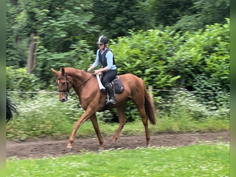 Thoroughbred Mare 3 years 17 hh Chestnut-Red in Köln