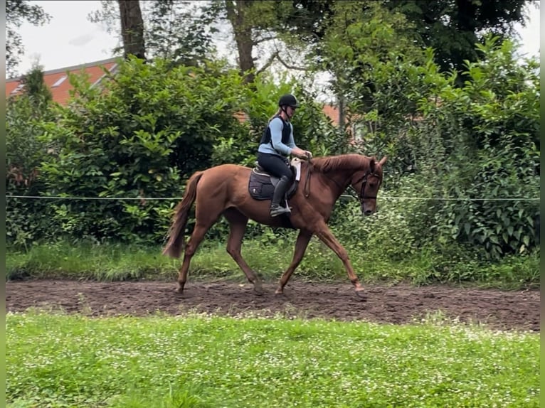Thoroughbred Mare 3 years 17 hh Chestnut-Red in Köln