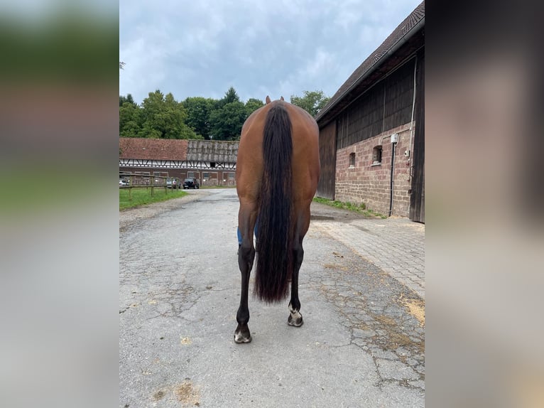 Thoroughbred Mare 3 years Brown in Oberzent