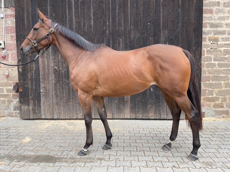 Thoroughbred Mare 3 years Brown in Oberzent