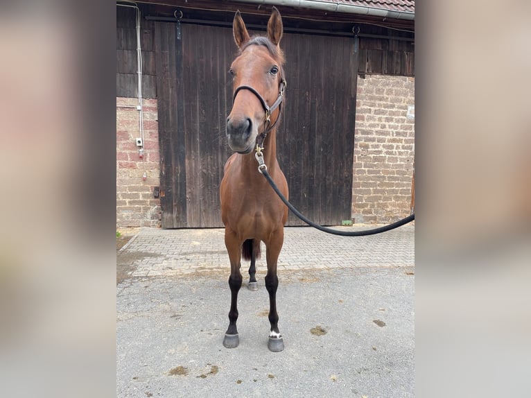 Thoroughbred Mare 3 years Brown in Oberzent