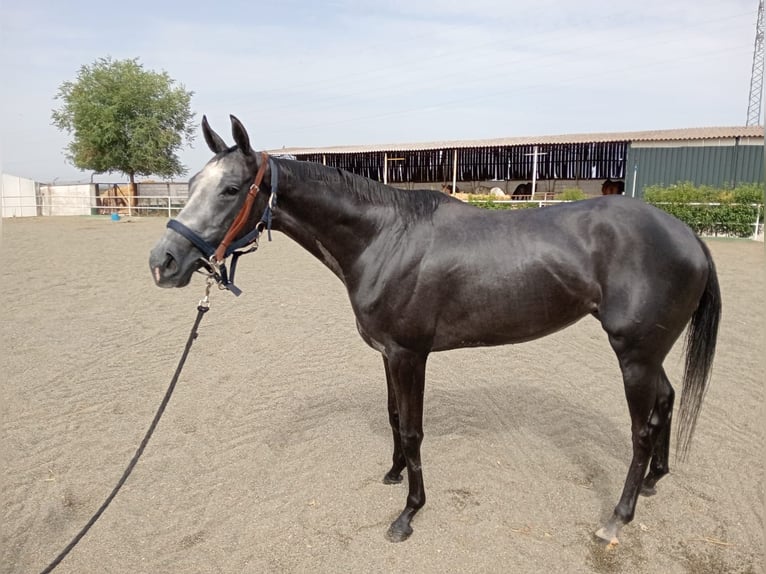 Thoroughbred Mare 3 years in Madrid