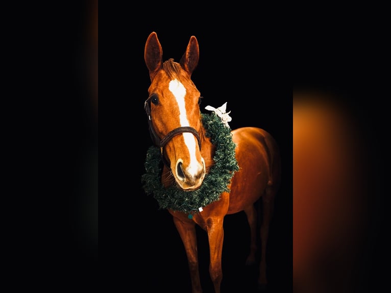 Thoroughbred Mare 4 years 14.1 hh Bay in Gainesville