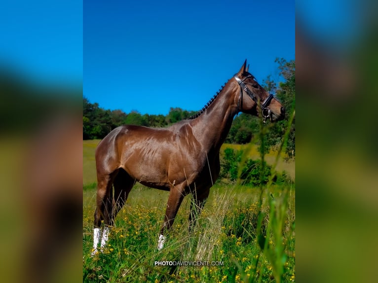 Thoroughbred Mare 4 years 15,2 hh Bay-Dark in Añorga