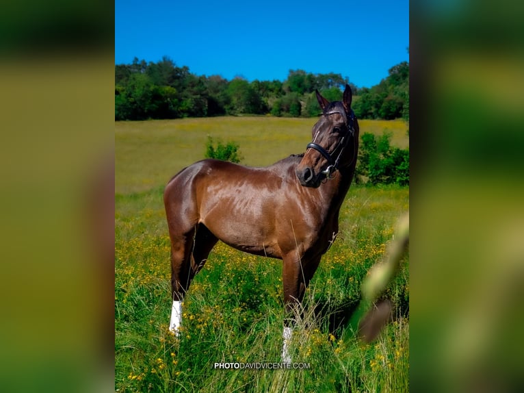 Thoroughbred Mare 4 years 15,2 hh Bay-Dark in Añorga