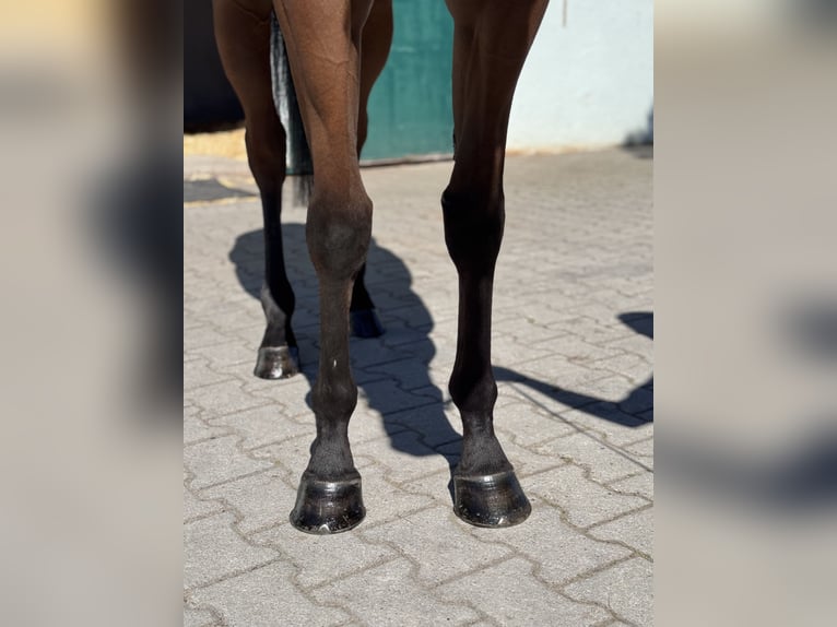 Thoroughbred Mare 4 years 15.2 hh Brown in Iffezheim