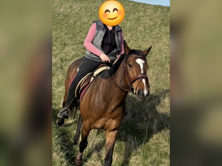 Thoroughbred Mare 4 years 15.2 hh Brown in Könnern