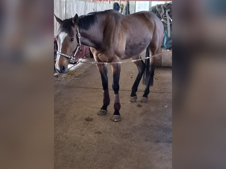 Thoroughbred Mare 4 years 15.2 hh Brown in Könnern