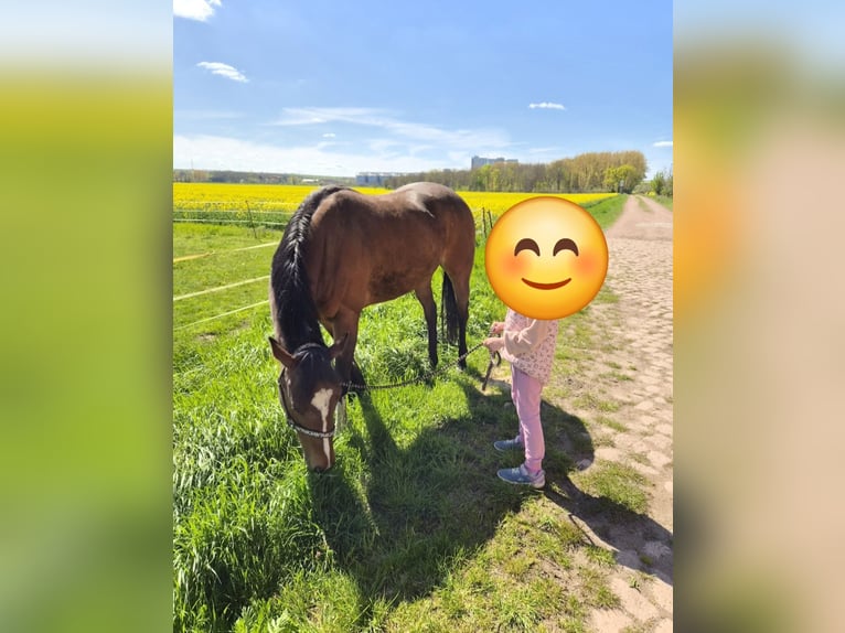 Thoroughbred Mare 4 years 15.2 hh Brown in Könnern