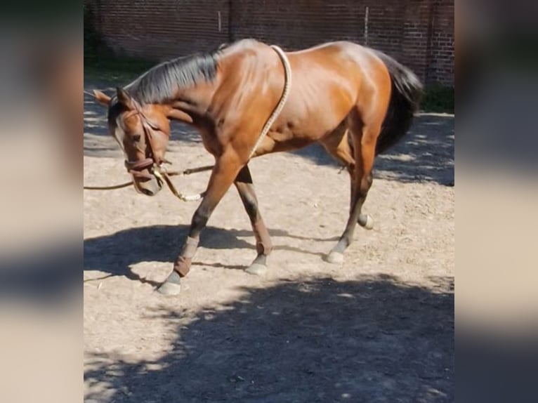 Thoroughbred Mare 4 years 15.2 hh Brown in Könnern