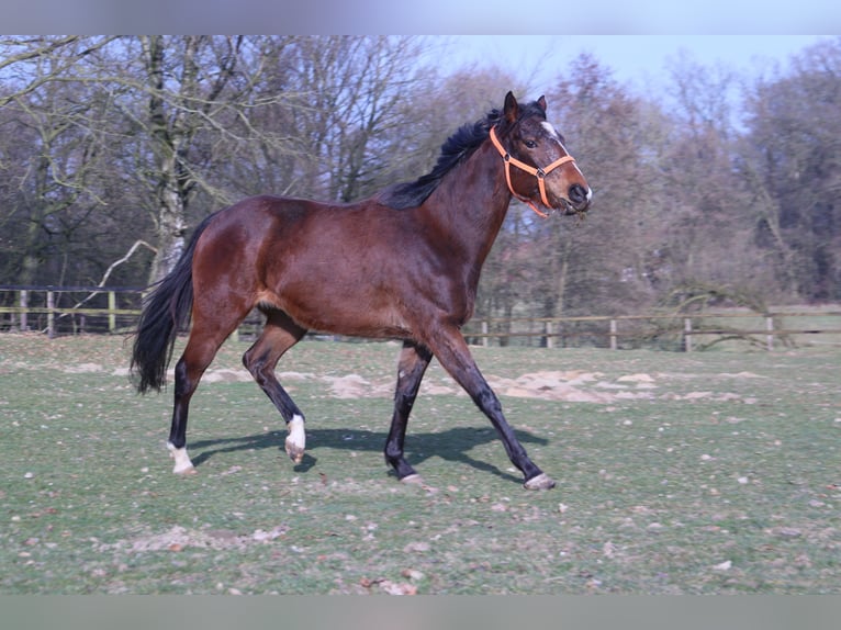 Thoroughbred Mare 4 years 15,3 hh Brown in Colnrade