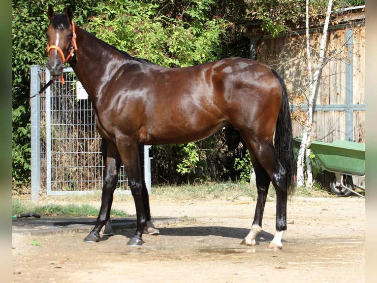 Thoroughbred Mare 4 years 15,3 hh Brown in Colnrade