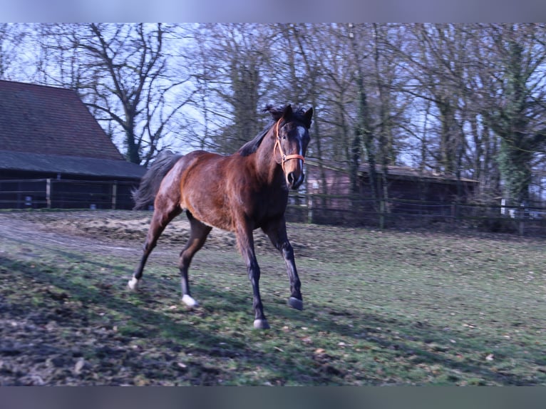 Thoroughbred Mare 4 years 15,3 hh Brown in Colnrade