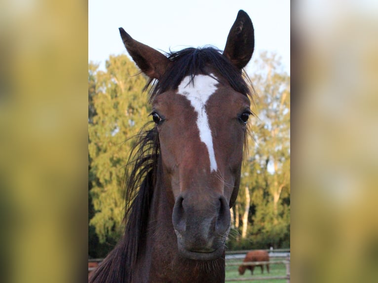 Thoroughbred Mare 4 years 15,3 hh Brown in Colnrade