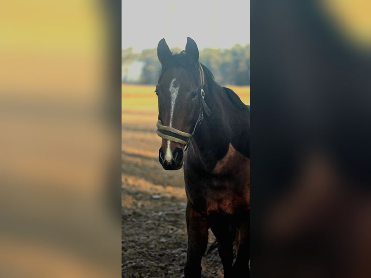 Thoroughbred Mare 4 years 15.3 hh Brown in Möser