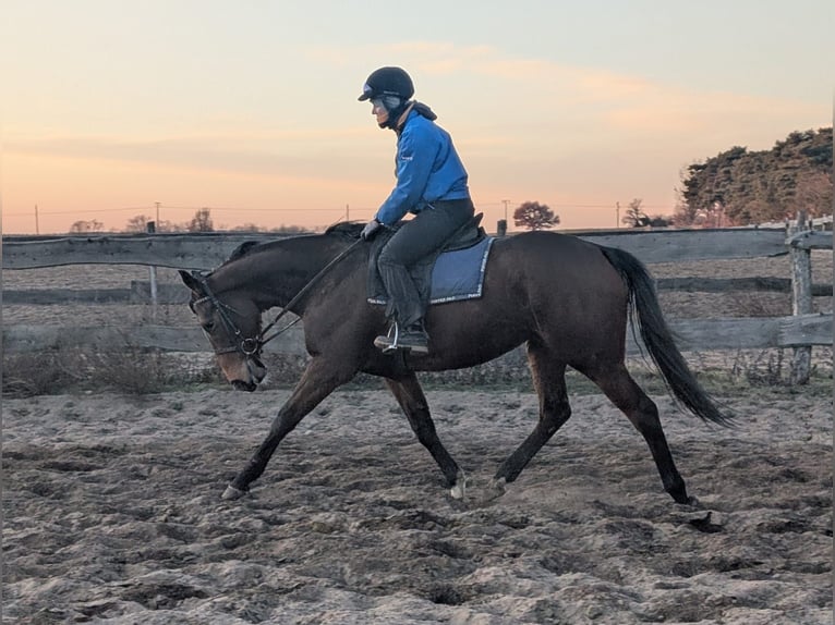 Thoroughbred Mare 4 years 15.3 hh Brown in Möser