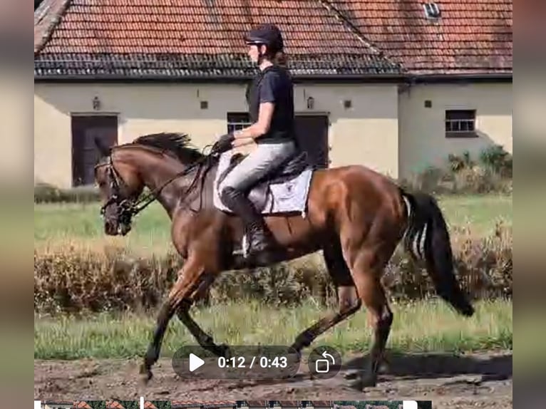 Thoroughbred Mare 4 years 15.3 hh Brown in Neuenhagen bei Berlin