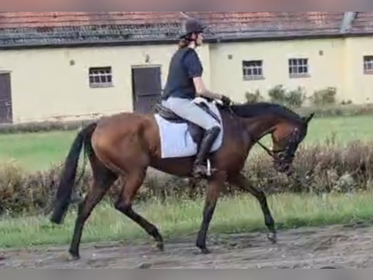 Thoroughbred Mare 4 years 15.3 hh Brown in Neuenhagen bei Berlin