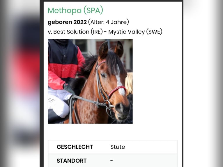 Thoroughbred Mare 4 years 15.3 hh Brown in Neuenhagen bei Berlin