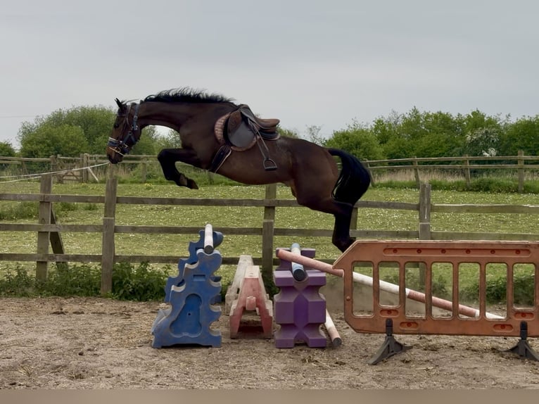 Thoroughbred Mare 4 years 15 hh Bay in Bridgwater, Somerset