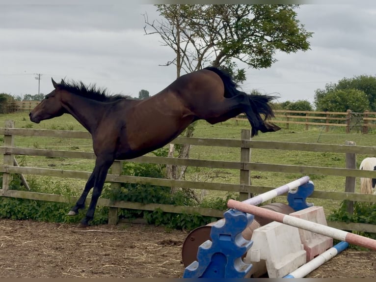 Thoroughbred Mare 4 years 15 hh Bay in Bridgwater, Somerset