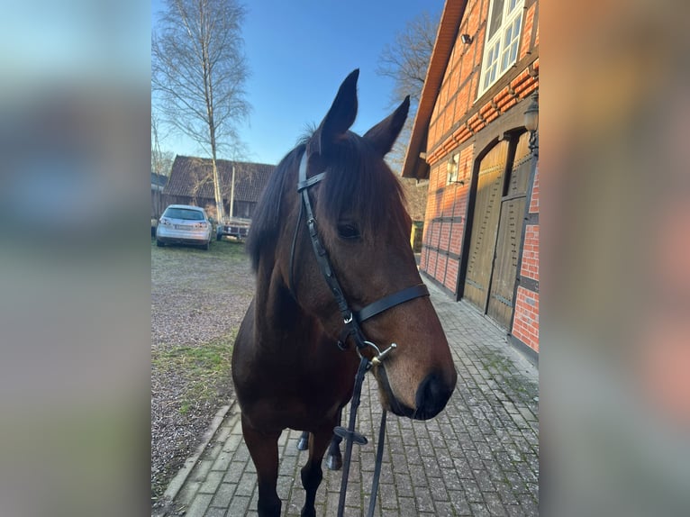 Thoroughbred Mare 4 years 15,1 hh Bay-Dark in Bremen