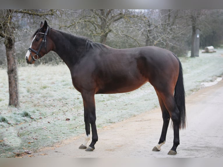 Thoroughbred Mare 4 years 15,2 hh Brown in Kümmersbruck