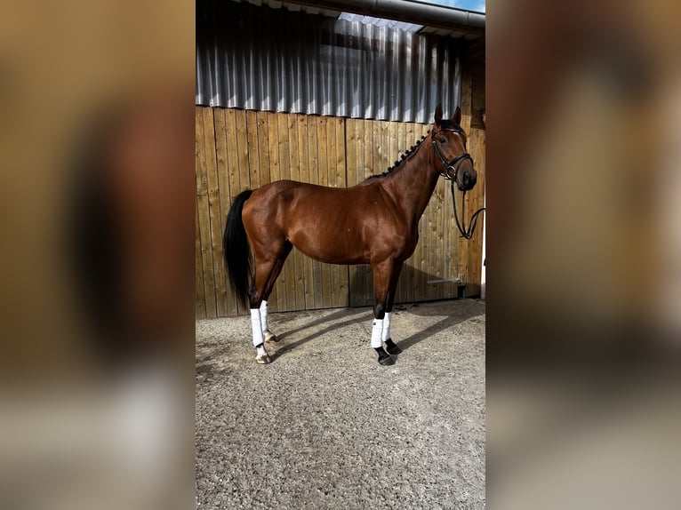 Thoroughbred Mare 4 years 15,2 hh Brown in Bremen