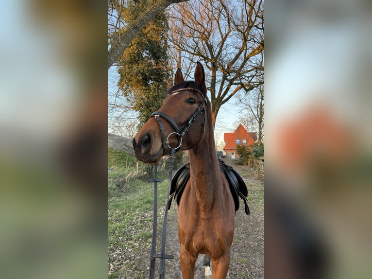 Thoroughbred Mare 4 years 15,2 hh Brown in Bremen