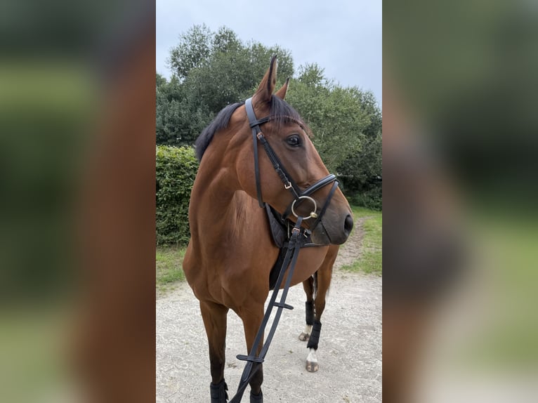 Thoroughbred Mare 4 years 15,2 hh Brown in Bremen