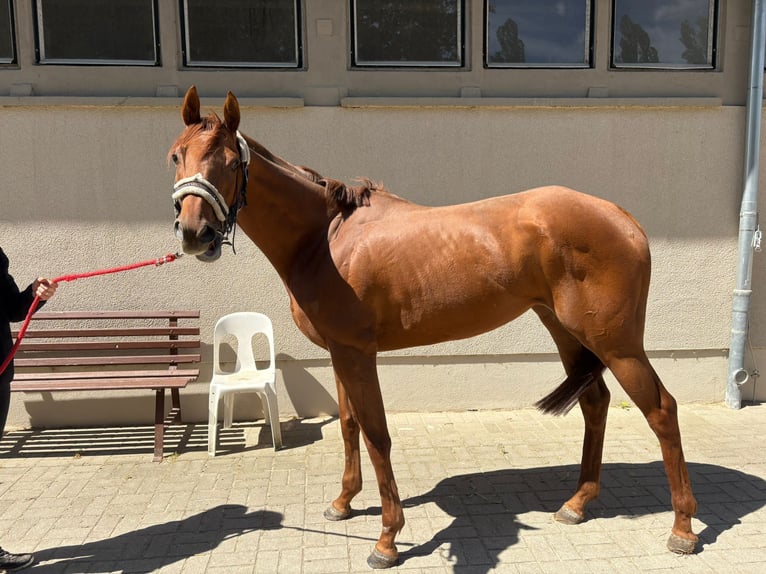 Thoroughbred Mare 4 years 15,2 hh Chestnut-Red in Halle