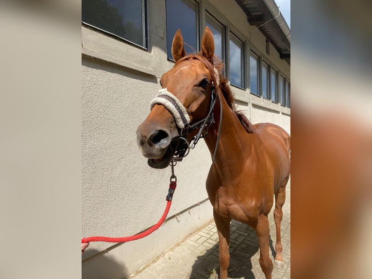 Thoroughbred Mare 4 years 15,2 hh Chestnut-Red in Halle