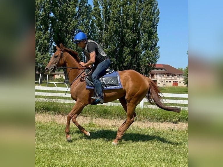 Thoroughbred Mare 4 years 15,2 hh Chestnut-Red in Halle