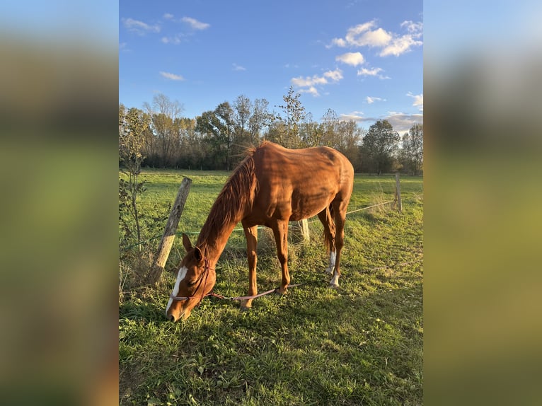 Thoroughbred Mare 4 years 15,2 hh Chestnut-Red in La Rochelle