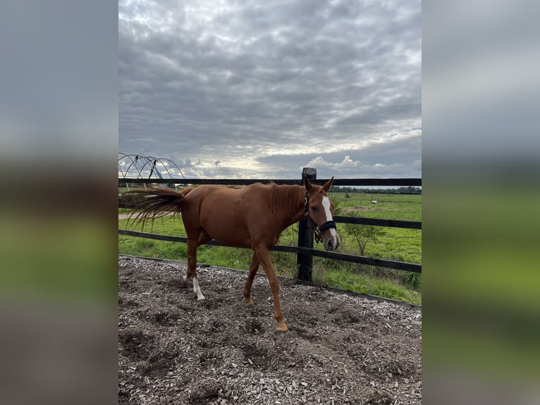 Thoroughbred Mare 4 years 15,2 hh Chestnut-Red in La Rochelle
