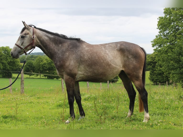 Thoroughbred Mare 4 years 15,2 hh Gray in Princ&#xE9;