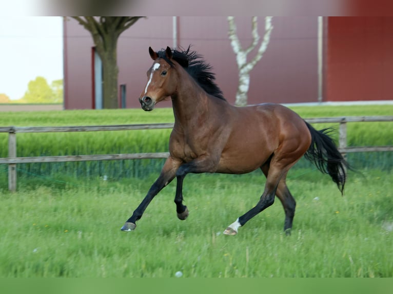 Thoroughbred Mare 4 years 15,3 hh Brown in Colnrade