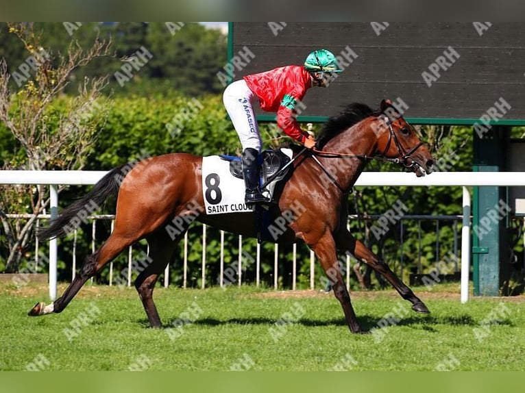 Thoroughbred Mare 4 years 15,3 hh Brown in Lamorlaye