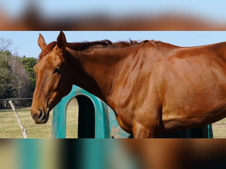 Thoroughbred Mare 4 years 16.1 hh Chestnut in Lindow(Mark)