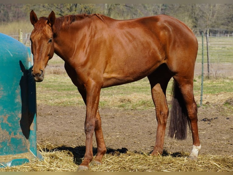 Thoroughbred Mare 4 years 16.1 hh Chestnut in Lindow(Mark)
