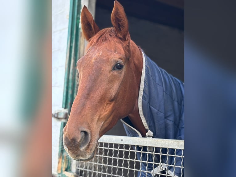 Thoroughbred Mare 4 years 16.1 hh Chestnut in Lindow(Mark)
