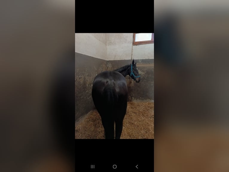 Thoroughbred Mare 4 years 16.1 hh Smoky-Black in Bornato