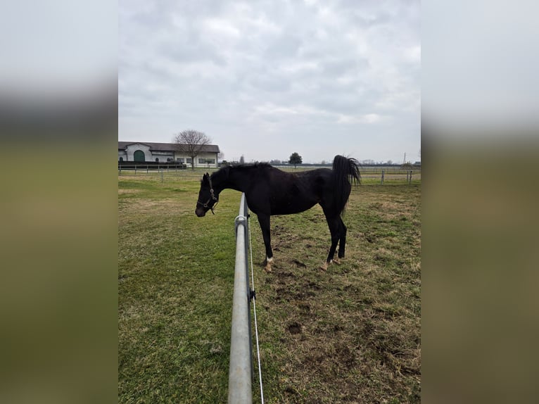 Thoroughbred Mare 4 years 16.1 hh Smoky-Black in Bornato