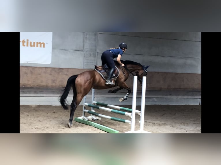 Thoroughbred Mare 4 years 16 hh Bay-Dark in Torino