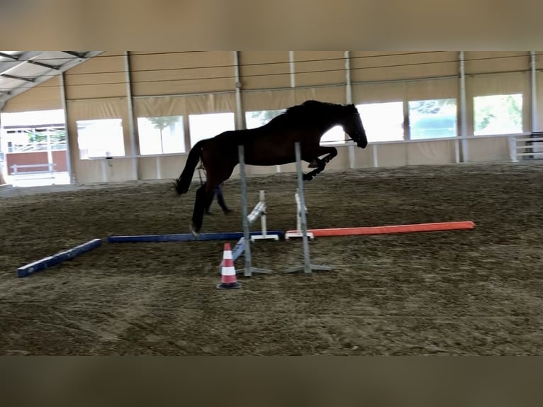 Thoroughbred Mare 4 years 16 hh Bay-Dark in Torino