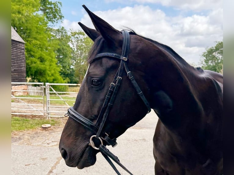 Thoroughbred Mare 4 years 16 hh Bay-Dark in Essex